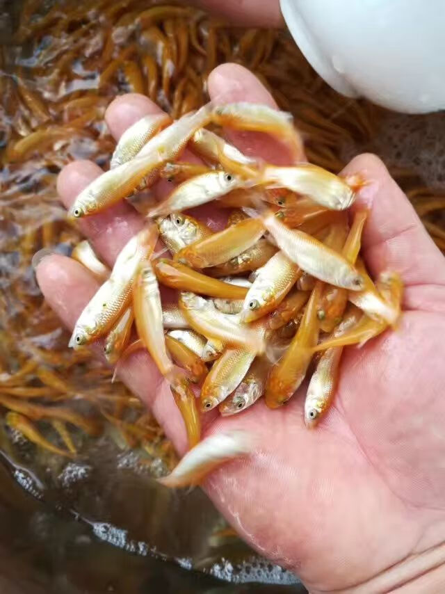 金草鱼 黄金草鱼 金丝草鱼 俄罗斯金草鱼 观赏鱼 鱼苗活体 200条 4