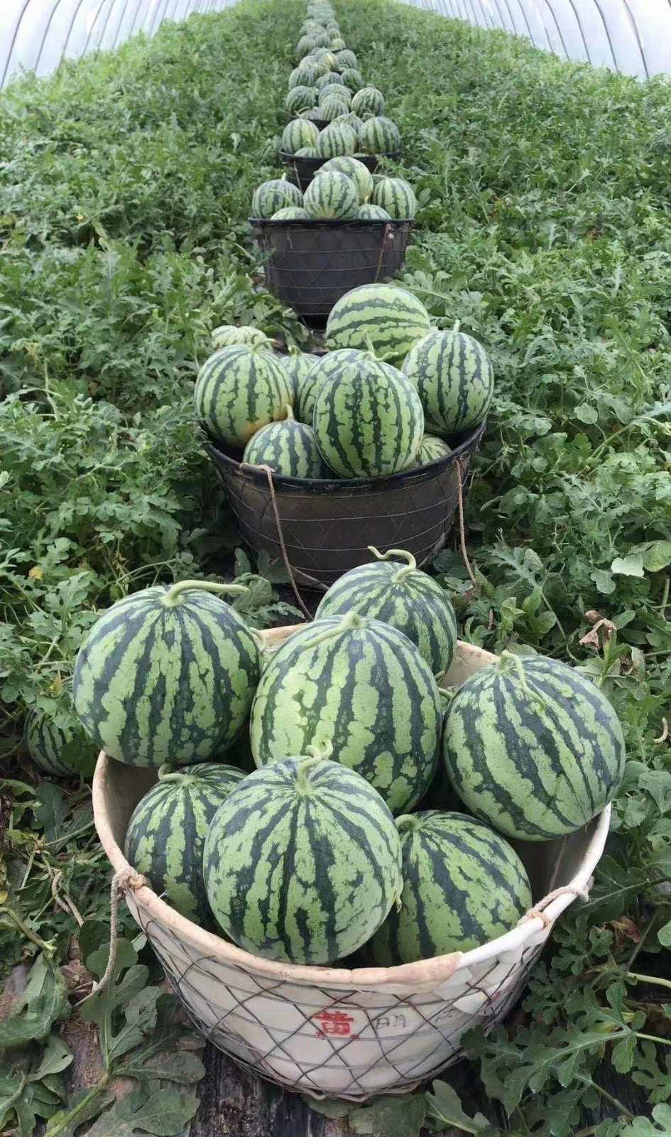 麒麟甜王西瓜新鲜水果4粒2024斤加厚气柱包装不易破损