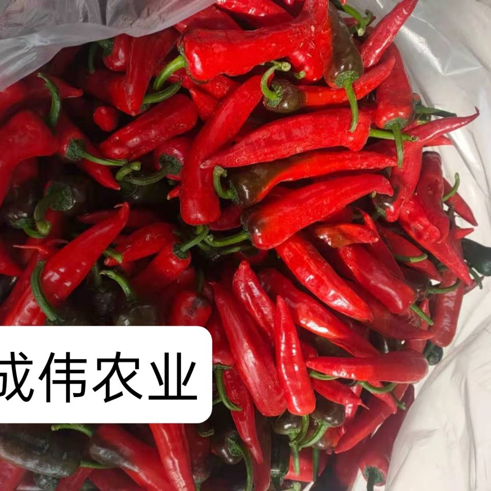 新鲜蔬菜辣妹子红辣椒尖椒红椒香辣可口特辣现摘现发新鲜红辣椒3斤