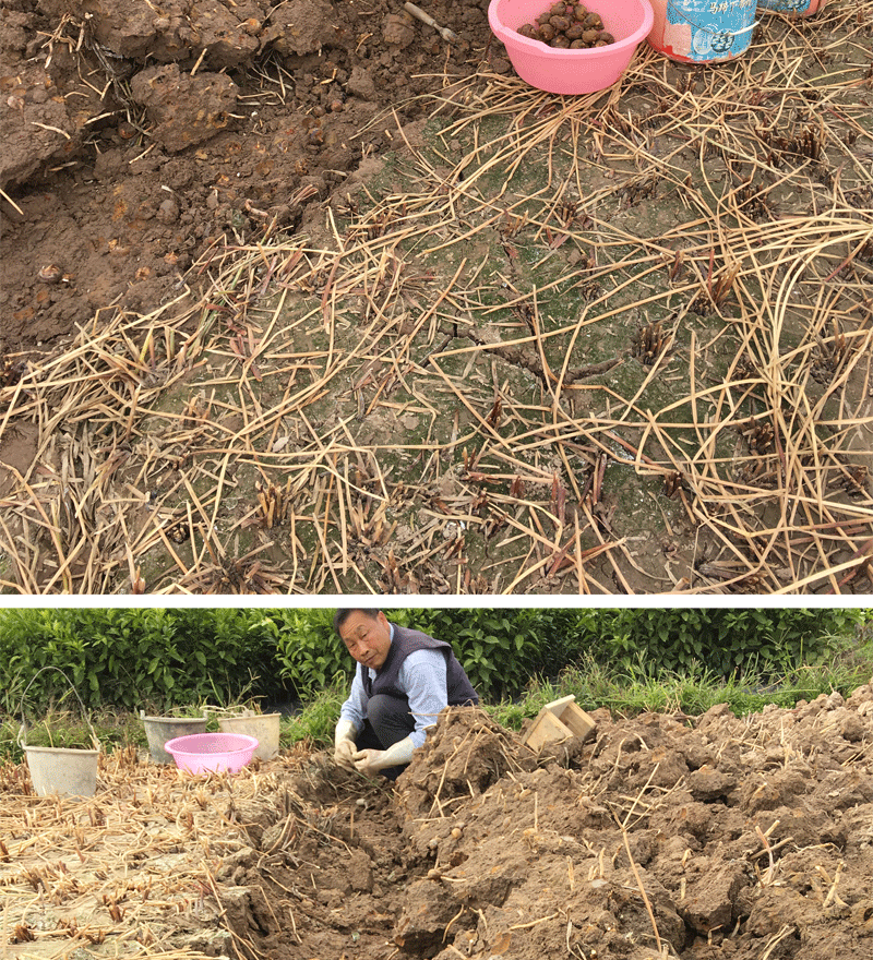 姜芮广西桂林荔浦马蹄苗荸荠种植苗种子脆甜无渣水果高产马蹄苗20棵苗