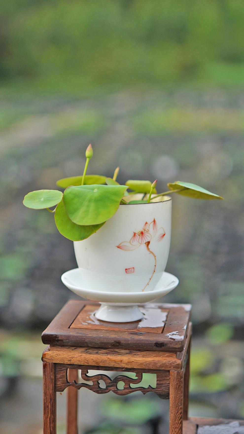 碗莲藕根茎水培植物迷你藕根茎四季睡莲小荷花小型种成品苗微型 碗莲1