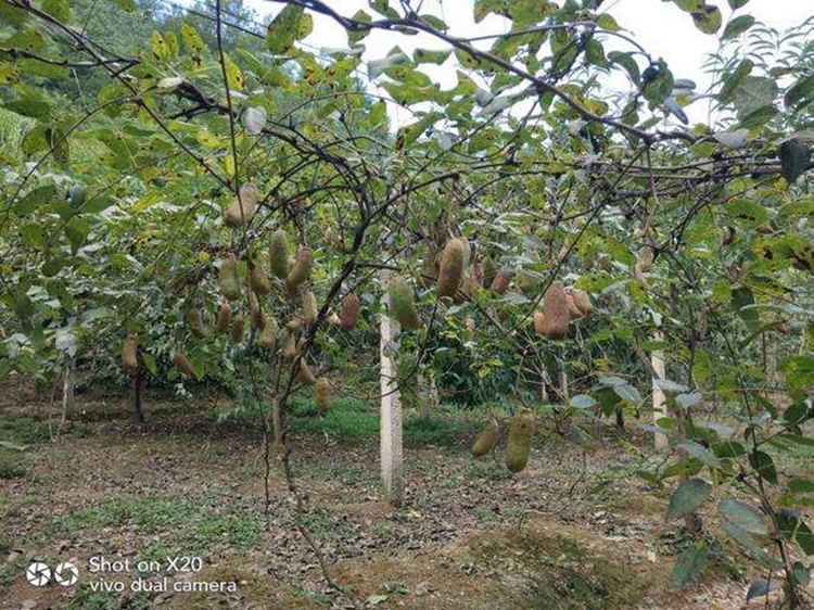 八月瓜树苗苗野生八月炸当年结果麻皮蜜瓜苗九月炸果盆栽地栽青皮无籽