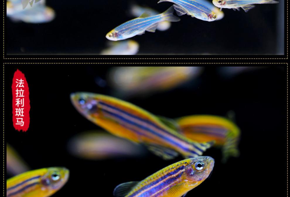 斑马鱼小型荧光热带鱼观赏鱼蓝莓红斑马新手闯缸小型淡水好养小鱼顺丰