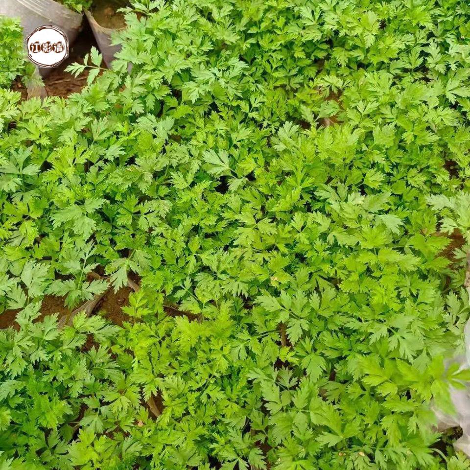江影清川芎苗庭院绿植食用中药材种苗阳台盆景盆栽种子秧苗带土带杯