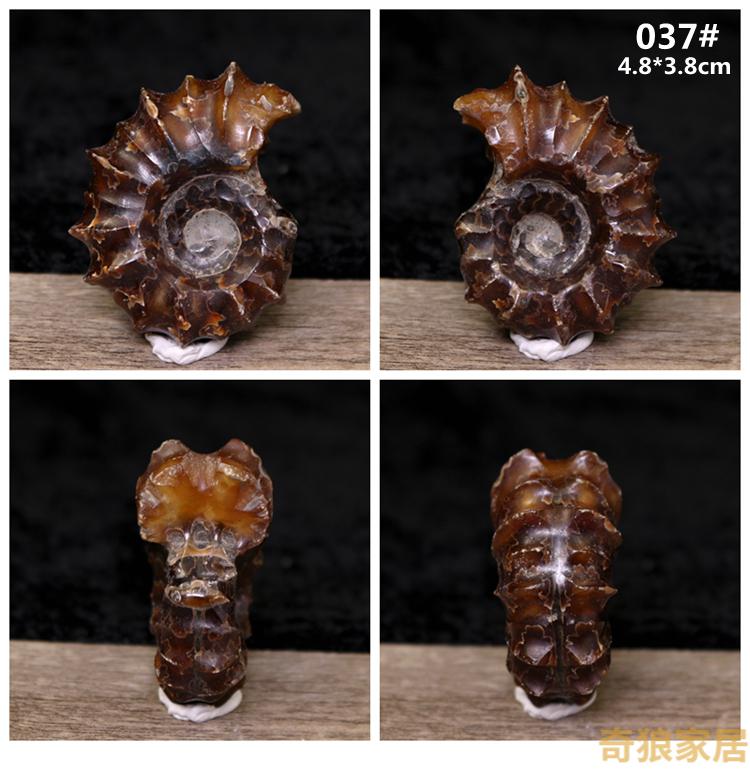 窦唯雷菊石化石天然海洋生物化石羊角螺海螺全玉化螺菊石化石教学 037