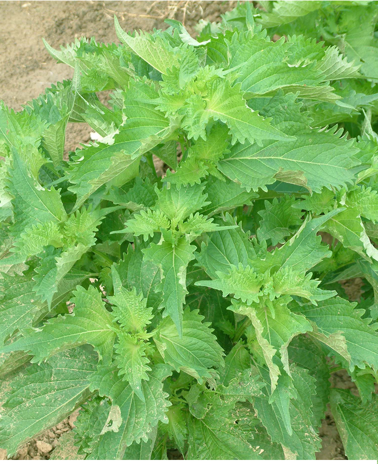 紫苏种子种籽孑苗四季春夏秋蔬菜韩国烤肉苏子叶盆栽可食用苏子叶1个