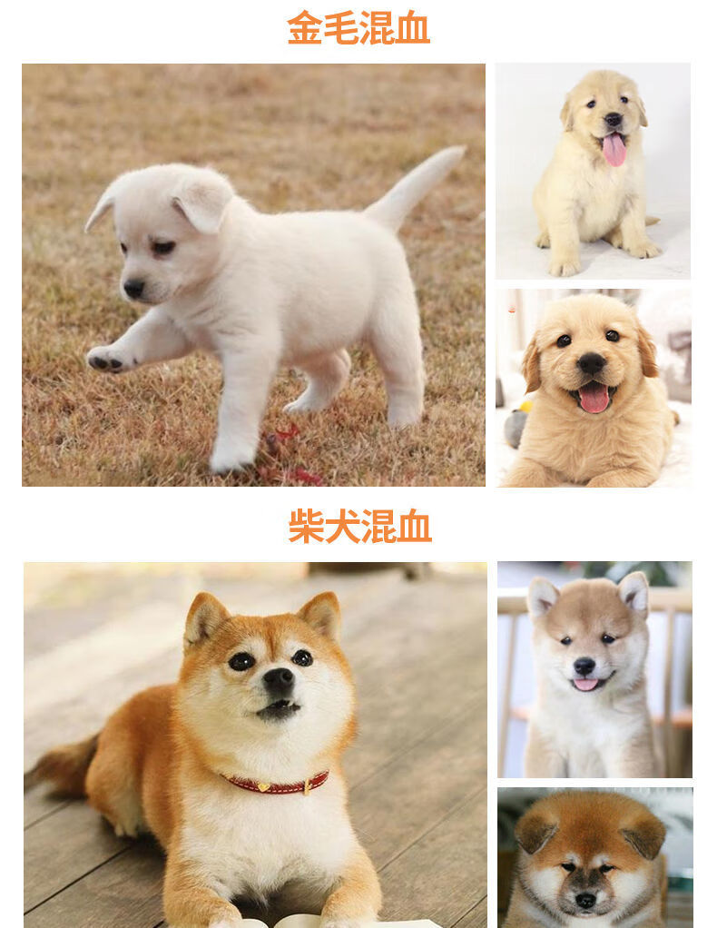 幼犬家养串串土狗狗狗活体宠物狗白狗混血 柯基混血 公【图片 价格