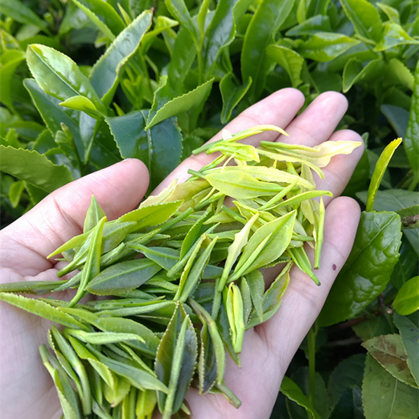 大悟茶2021悟道茶本地大悟绿茶明前芽250g清明前茶礼盒散装250g袋装