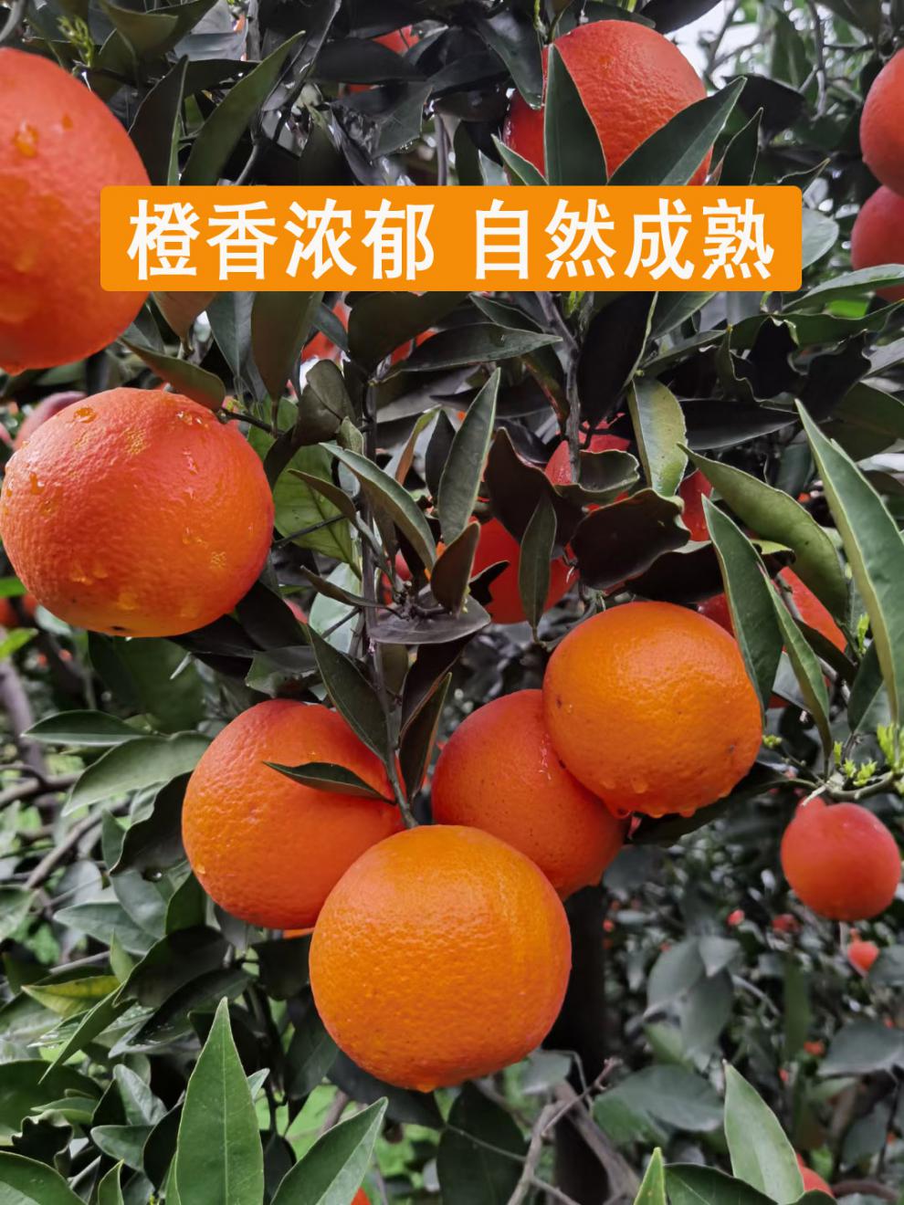 云阳红橙现摘现发肉红中华血橙卡拉脐橙应季水果新鲜红肉脐橙1020斤