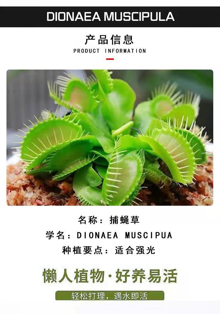 捕蠅草盆栽食蟲草豬籠草食蟲植物苗超大嘴捕蟲食蠅草趣味室內驅蚊嘉瑰