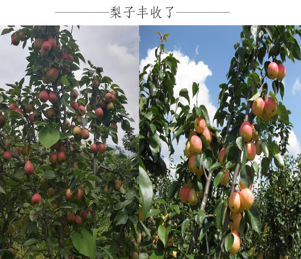 奢旺【产地直供】云南红梨 7月火把梨新鲜孕妇水果梨子高原小红梨早酥