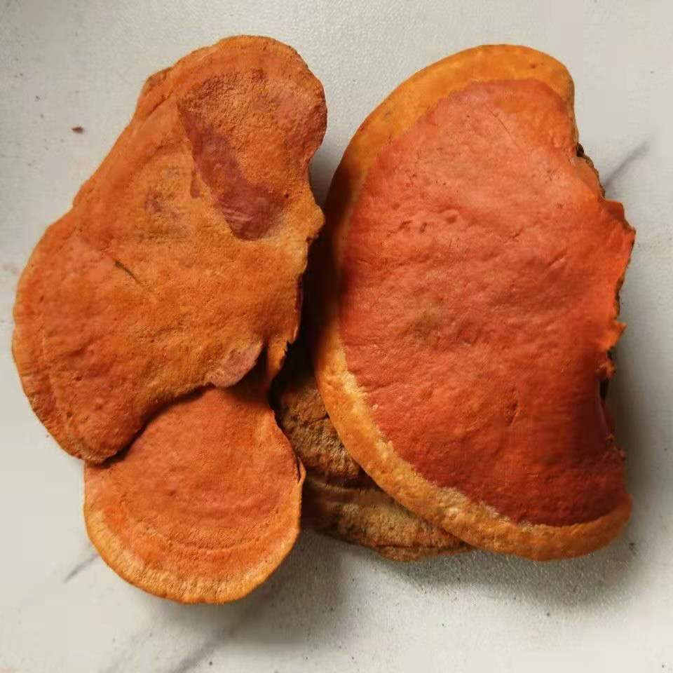 中药材野生牛樟芝,牛樟菇,红樟芝,货真价实大货