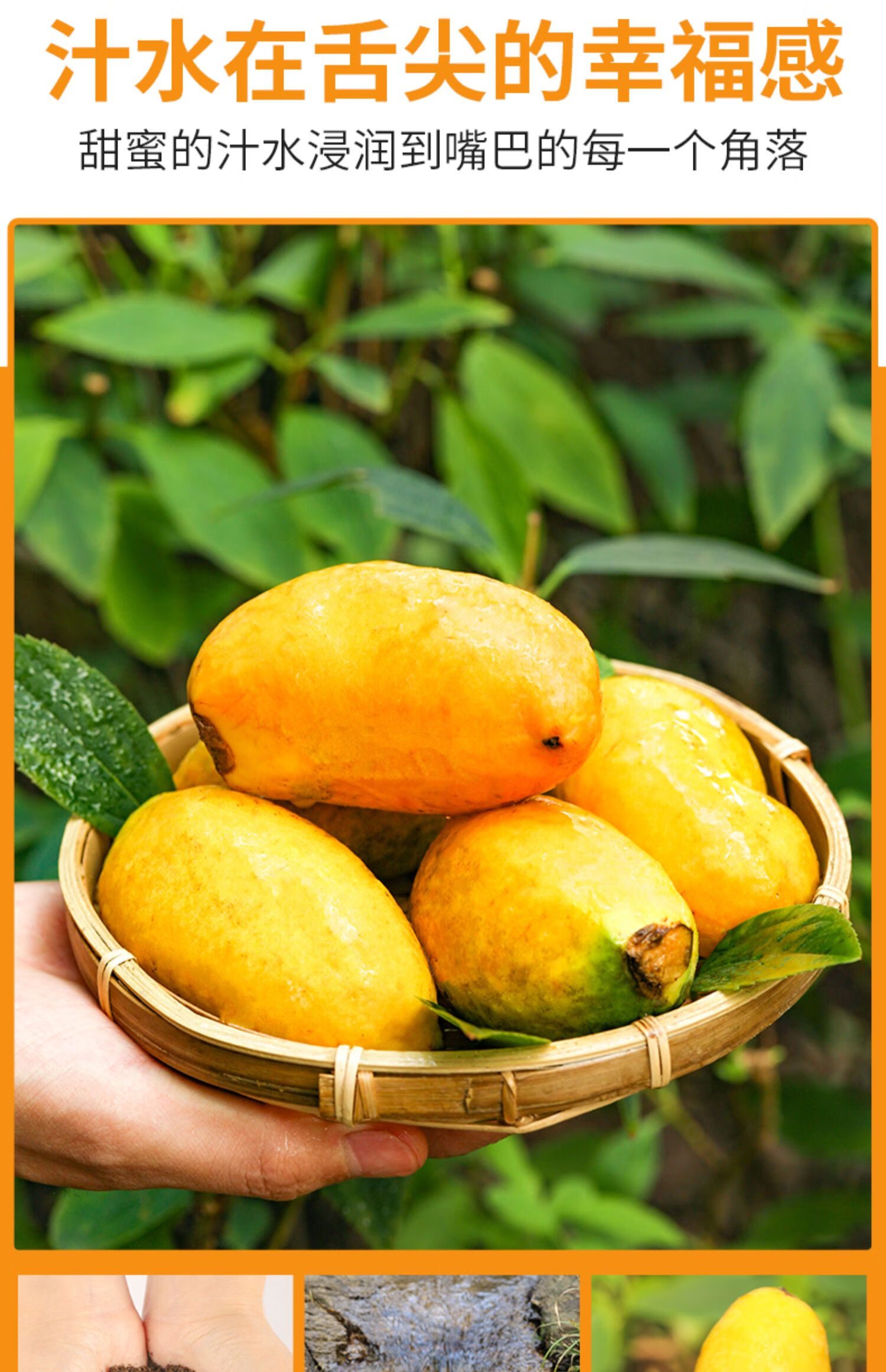 野果九月黄 新鲜现摘牛哈卵黄皮水果牛卵坨拿麻藤包八月瓜木通 【精选