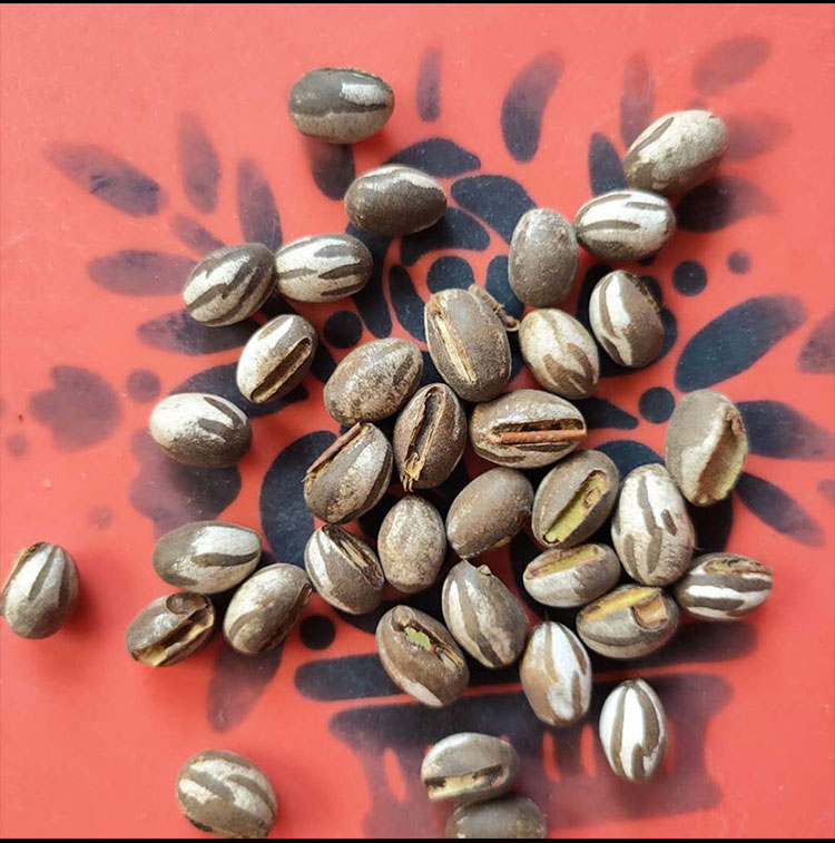 杨拉罐洋增肥罐蛋蜜袋鼯零食坦克飞鼠辣子虫仓鼠刺猬虫定制款 20颗(大