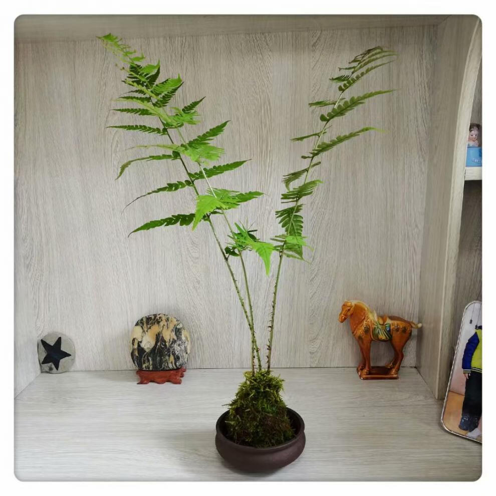 蕨类植物花卉盆栽绿植盆景室内好养客厅四季办公室桌面苔藓球蕨苔藓球