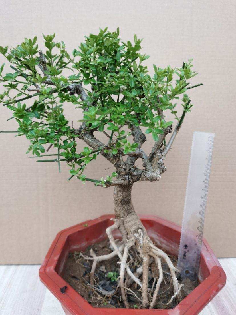 精品迎春花2厘米粗盆景一物一拍25号【图片 价格 品牌 报价】-京东