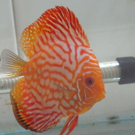 kjhgf高品质热带淡水鱼七彩神仙鱼成鱼燕鱼风水鱼红鸽子七彩活体鱼810