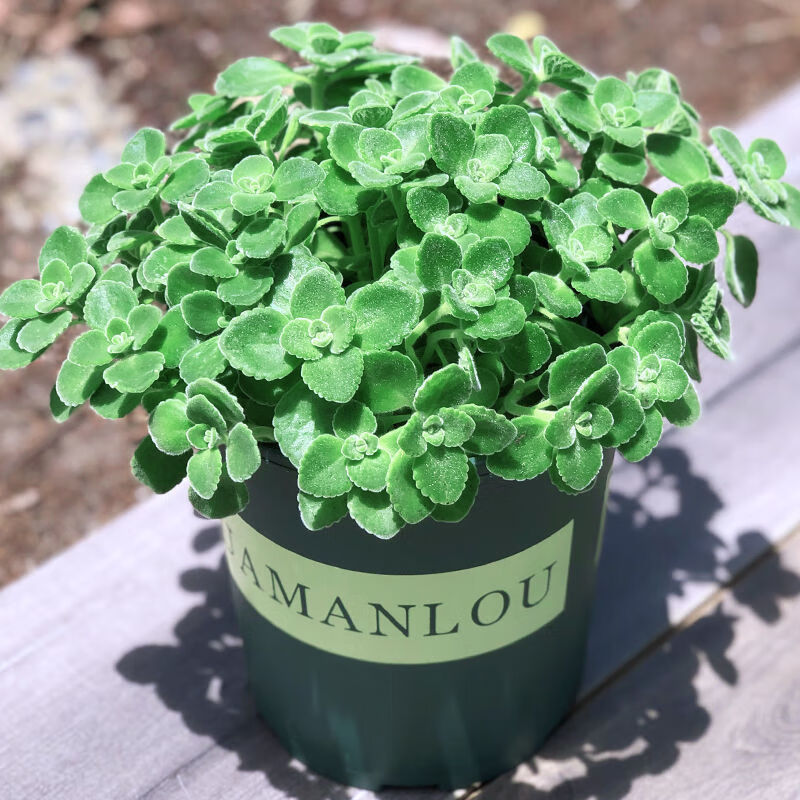 精选现发碰碰香一抹香办公室内桌面净化空气吸植物苗驱蚊香草绿植盆栽