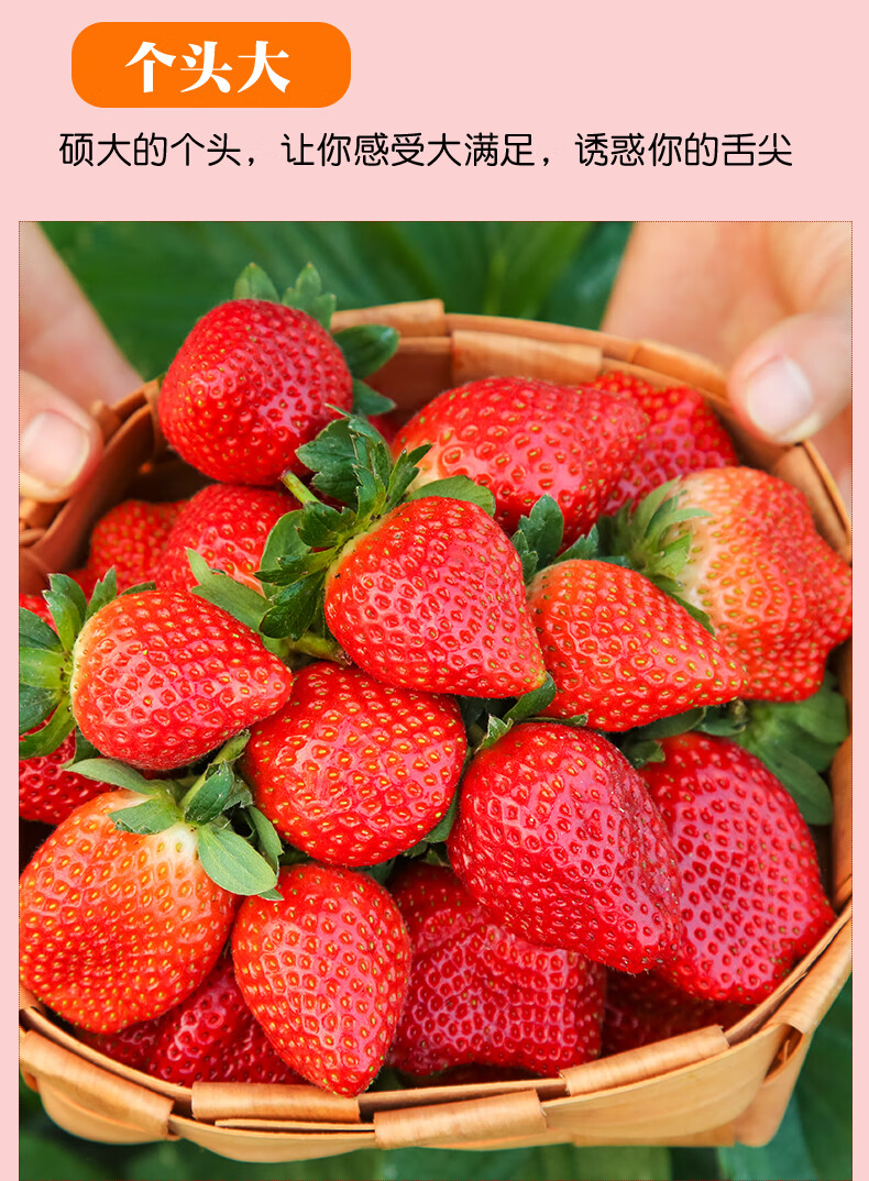 顺丰空运丹东99草莓现摘现发红颜久久牛奶草莓精选大果送人送礼精选