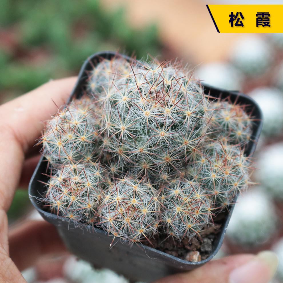 仙人球合集星兜组合套餐鸾凤玉多肉植物仙人掌盆栽开花仓宝田34cm裸根