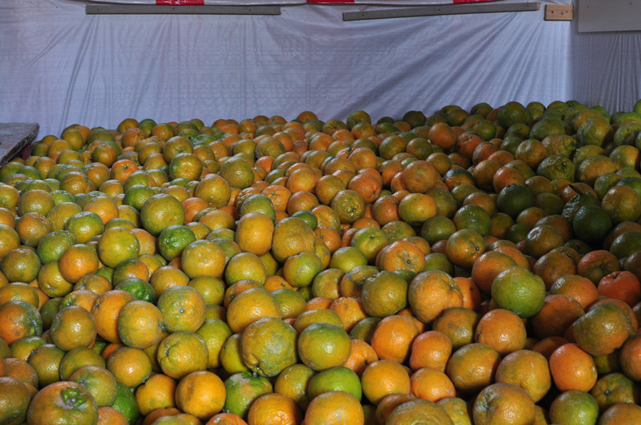 温州正宗三垟湿地园底瓯柑不上火水果甜新鲜瓯柑苦橘温州特产10斤大果