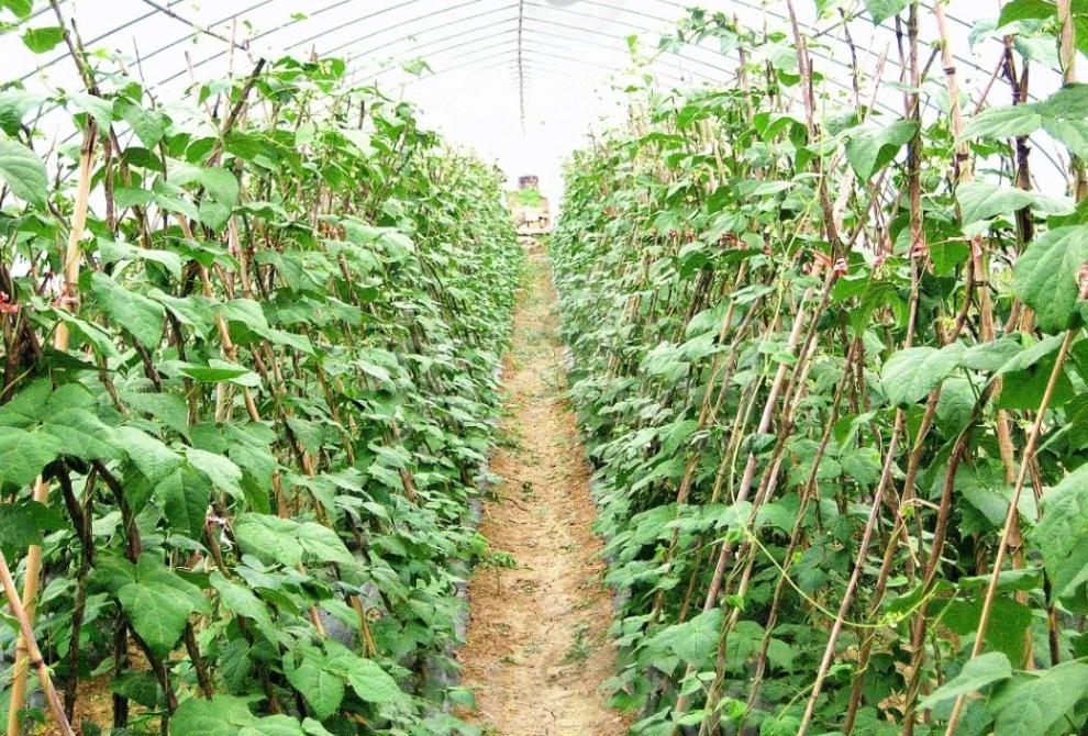 贵州农家四季豆米酸菜豆米花腰豆芸豆花芸豆饭豆大红芸豆五谷杂粮