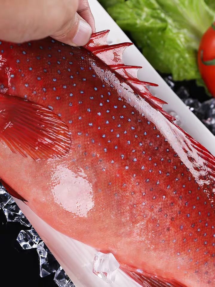 东星斑红石斑鱼冷冻野生大龙胆鱼深海鱼11斤条真空速冻