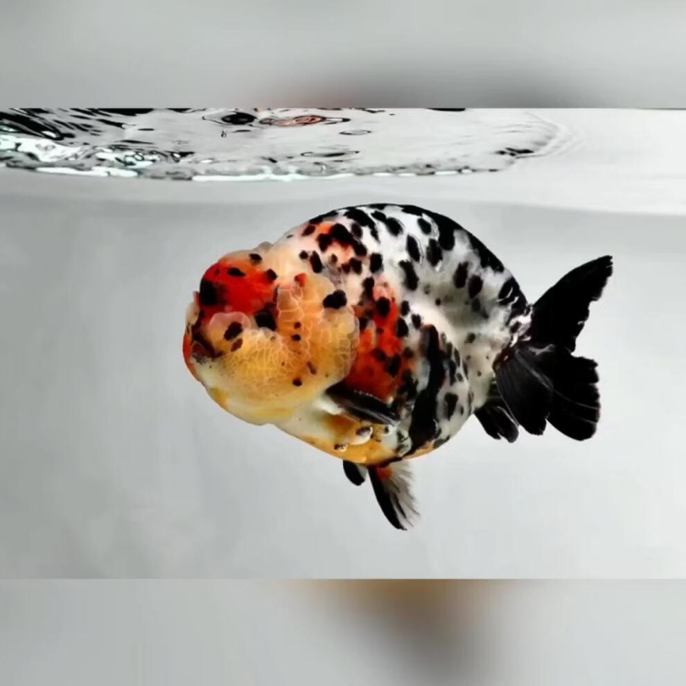 兰寿金鱼活体活鱼潘氏小尾奶牛兰寿水墨玉兔金鱼冷水淡水宠物鱼耐活好