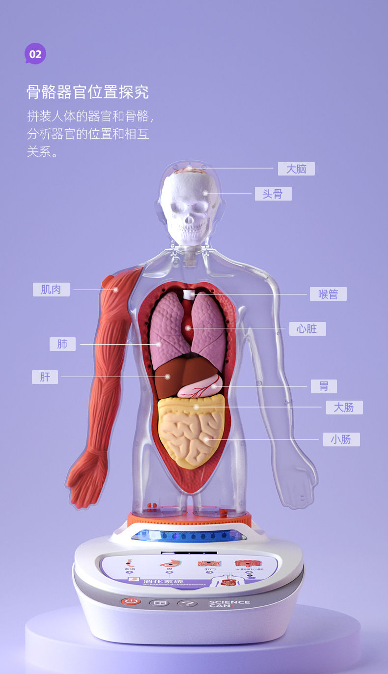人体内部器官模型制作图片