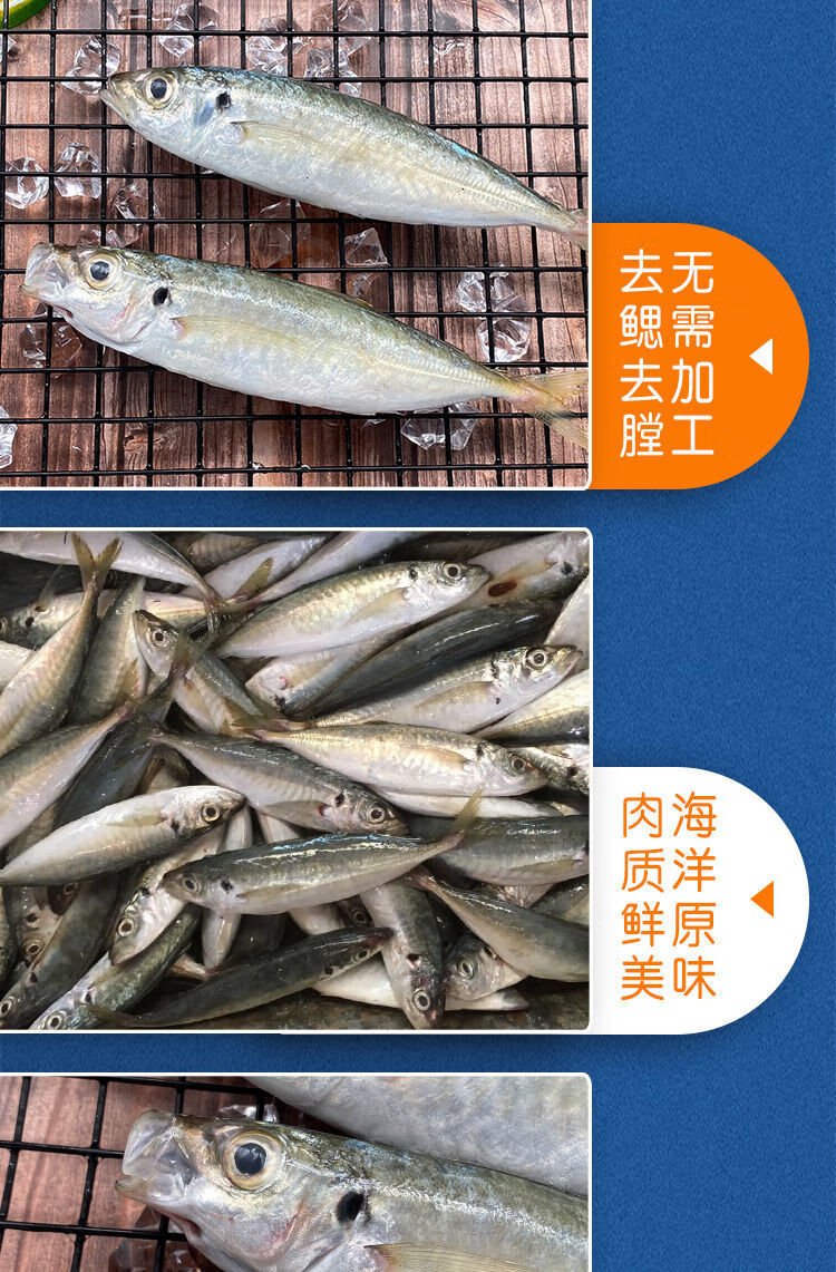 北海海捕巴浪魚開海海鮮鮮活冷凍水產池魚海魚3袋1200g精品淨重去鱗去