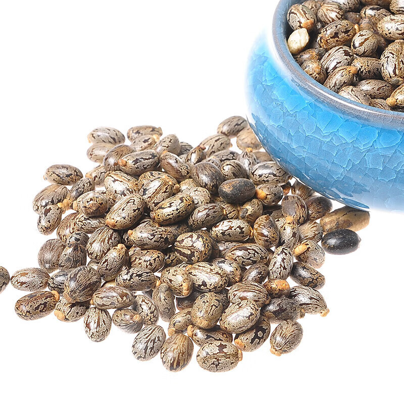 【官方旗舰】中药材散装大子蓖麻籽 蓖麻仁 蓖麻子种子红大麻子新货