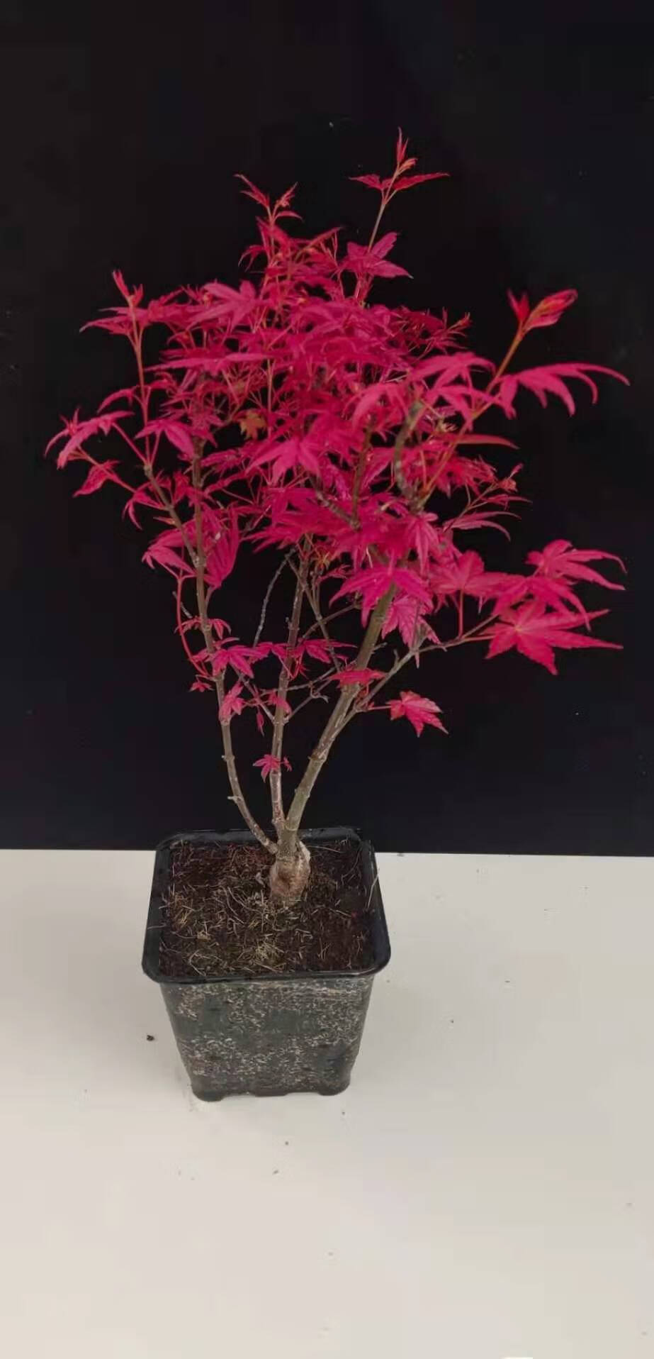 红枫流泉约旦老桩盆栽品种枫树庭院造景植物彩色黄金枫造型流泉3公分