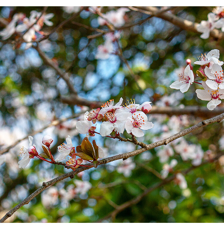 紫叶李树 红叶李树苗地栽庭院景观风景植物树苗彩色风景树绿化工程
