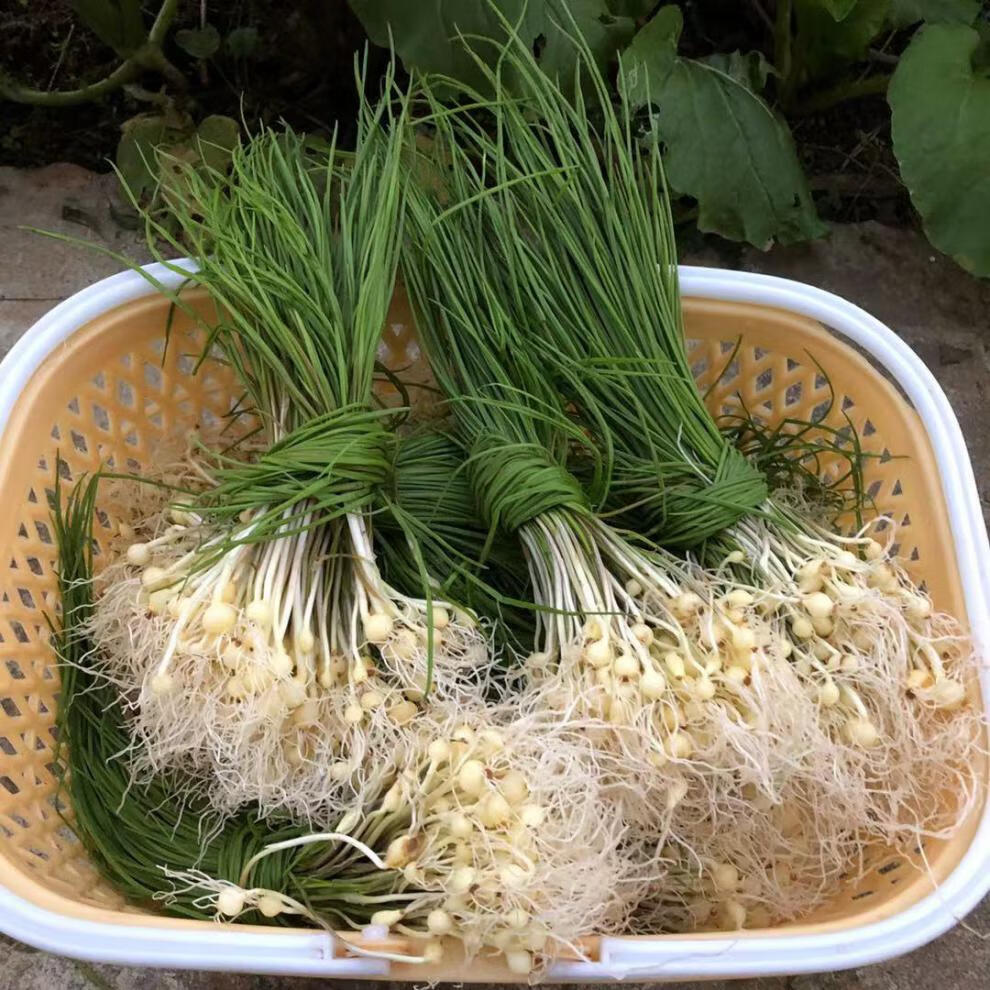 湘西新鲜野葱野菜现挖小根蒜胡葱沙葱当季农家菜香葱苦 500g【图片