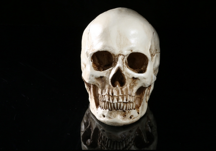 树脂头骨仿真1:1教学教具人类头骨标本医学人体解剖树脂工艺骷髅头