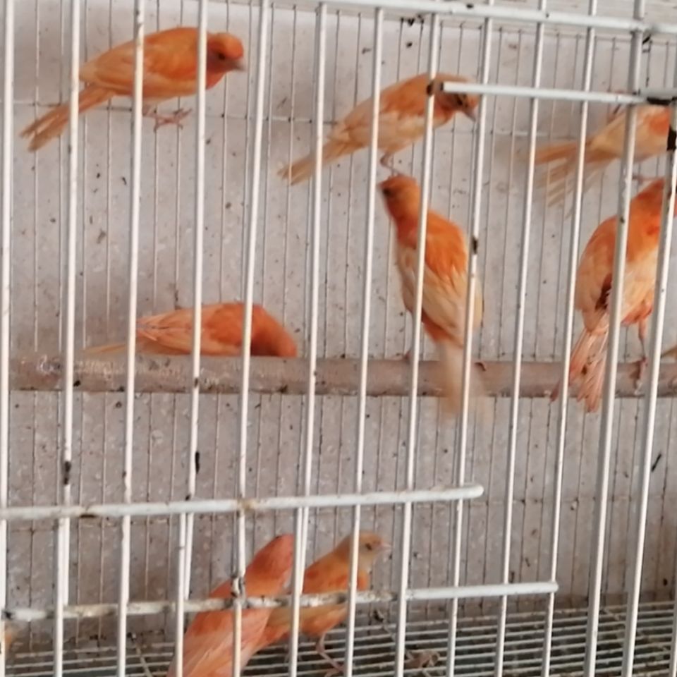 紅桂皮芙蓉山東黃玉鳥白玉鳴唱鳥白燕辣椒紅玉鳥 白紅眼公【圖片 價格