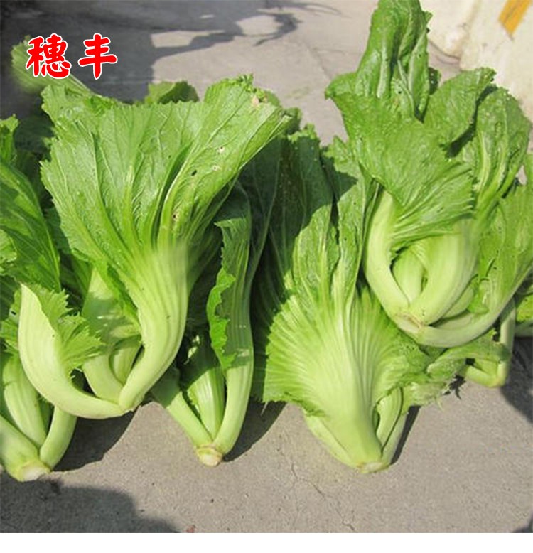 大坪埔大肉包心芥菜种子潮州菜青菜酸菜农家田园秋季菜园蔬菜种孑东绿