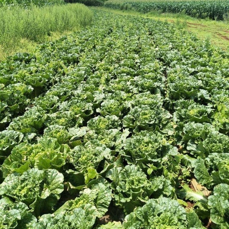 轻恋新鲜青麻叶天津绿白菜青口大白菜麻叶青长筒白菜农家种植新鲜现摘