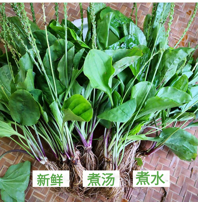新鲜车前草车前子车轱辘菜车轮菜整颗带根新鲜500克