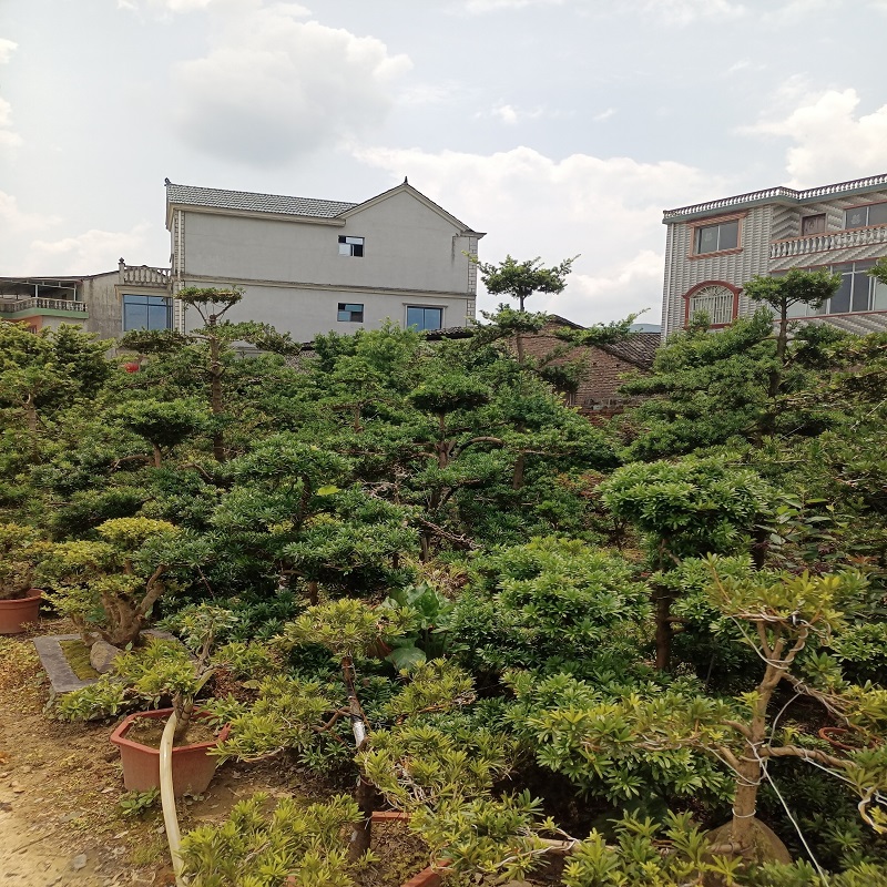 園藝正宗雀舌樹苗盆景庭院種植盆栽迎客松四季常青大型植物綠植 綠色