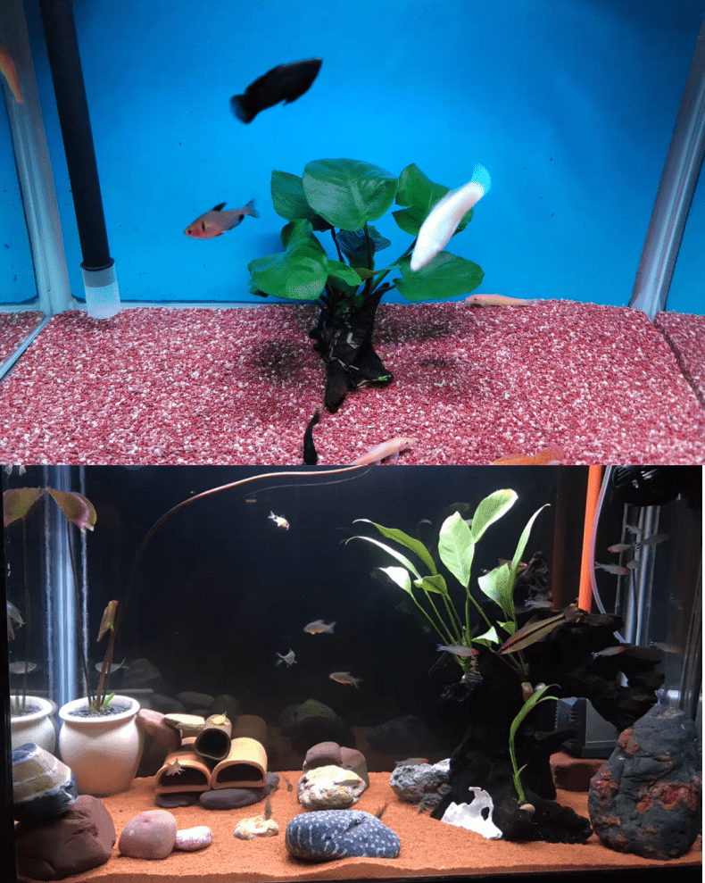 原生热带南美红雨林沙鱼缸造景装饰底砂鼠鱼雷龙三湖慈鲷鱼用沙子051