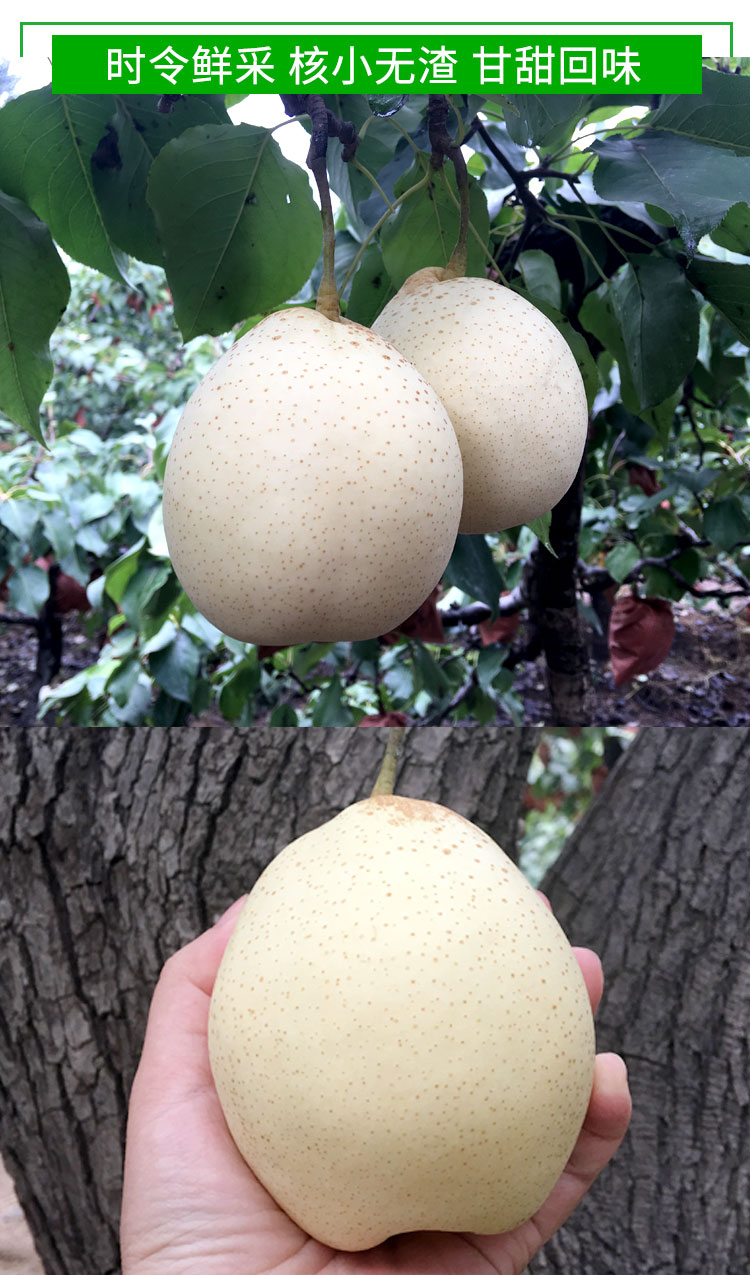 鸭梨水果新鲜当季整箱河北正宗梨子10斤天津鸭梨水晶白梨脆甜雪梨5斤