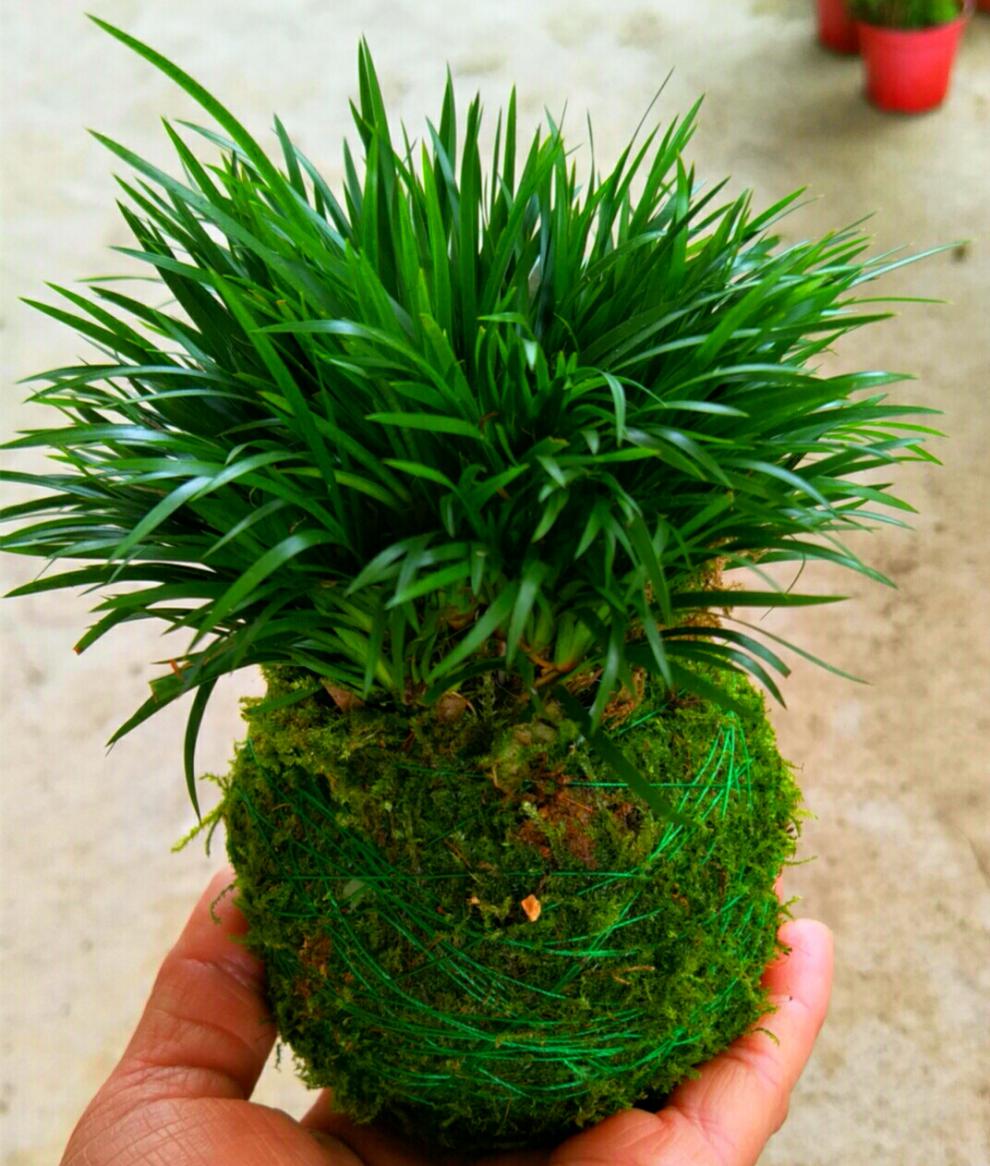 石菖蒲迷你石菖蒲龟缸沼泽过滤金钱虎须菖蒲草水培盆栽绿植盆景苗初石