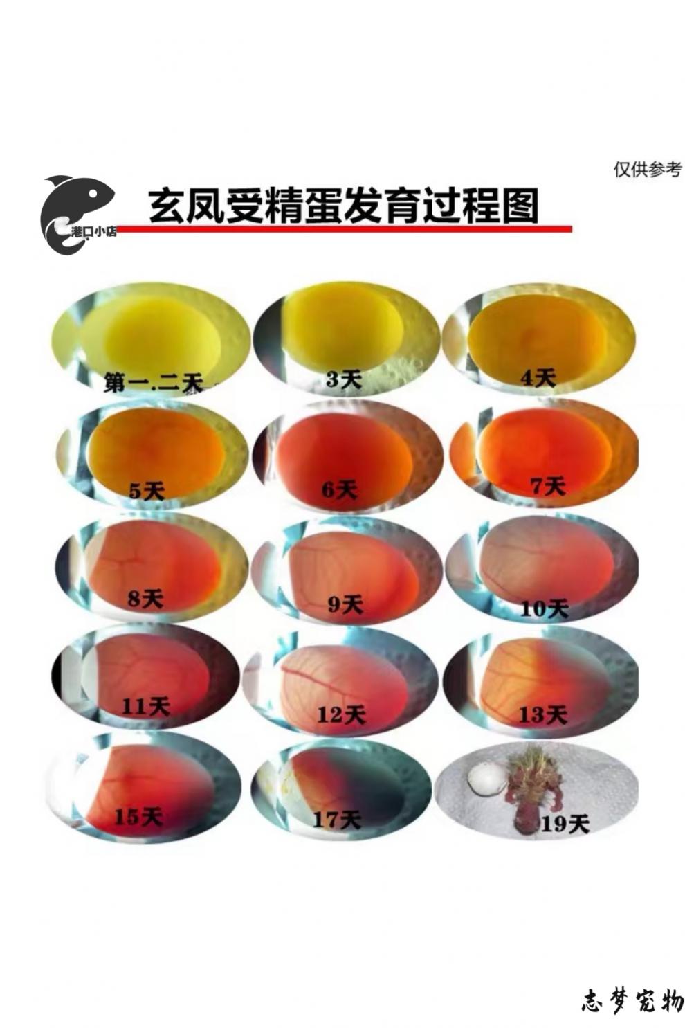 玄凤鹦鹉受精蛋种蛋鹦鹉鸟蛋种蛋可人工孵化种蛋黄化玄凤受精蛋绿黄