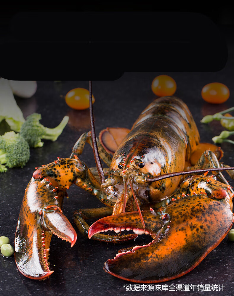 龙虾 龙虾波顿大龙虾特大波龙波斯海鲜水产大活虾450-550g【图片 价格