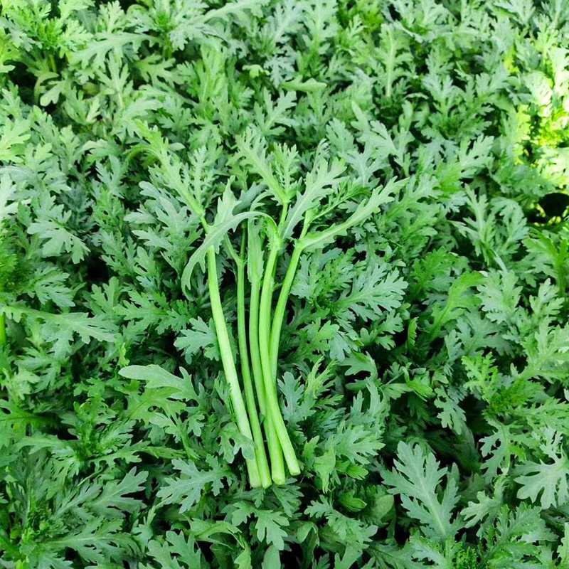 光杆小叶茼蒿种子日本进口茼蒿菜籽皇帝菜四季种子耐热耐寒蔬菜籽500