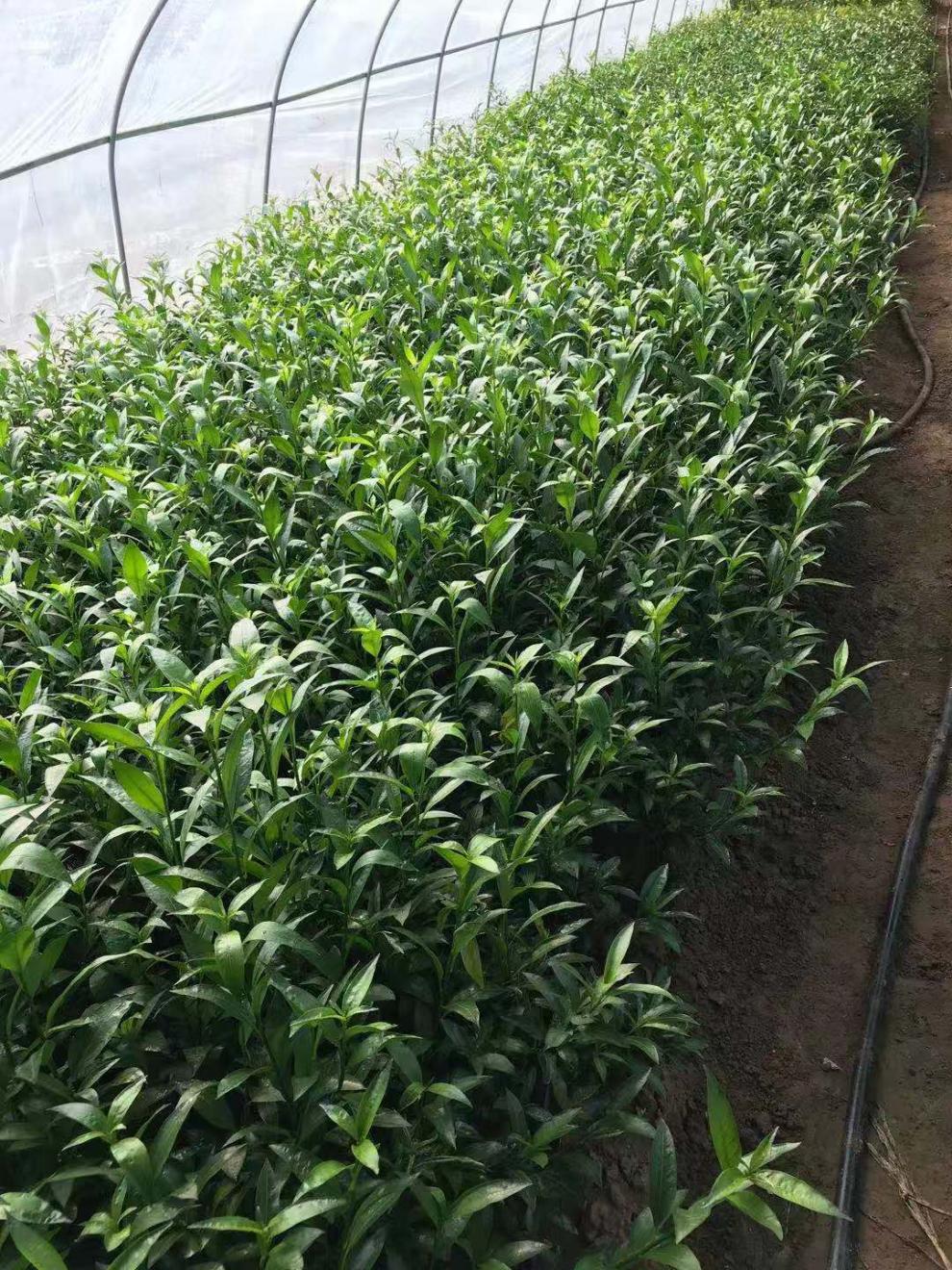 夜来香盆栽树苗花卉驱蚊四季开花夏季阳台室内室外庭院地栽花卉 5年苗