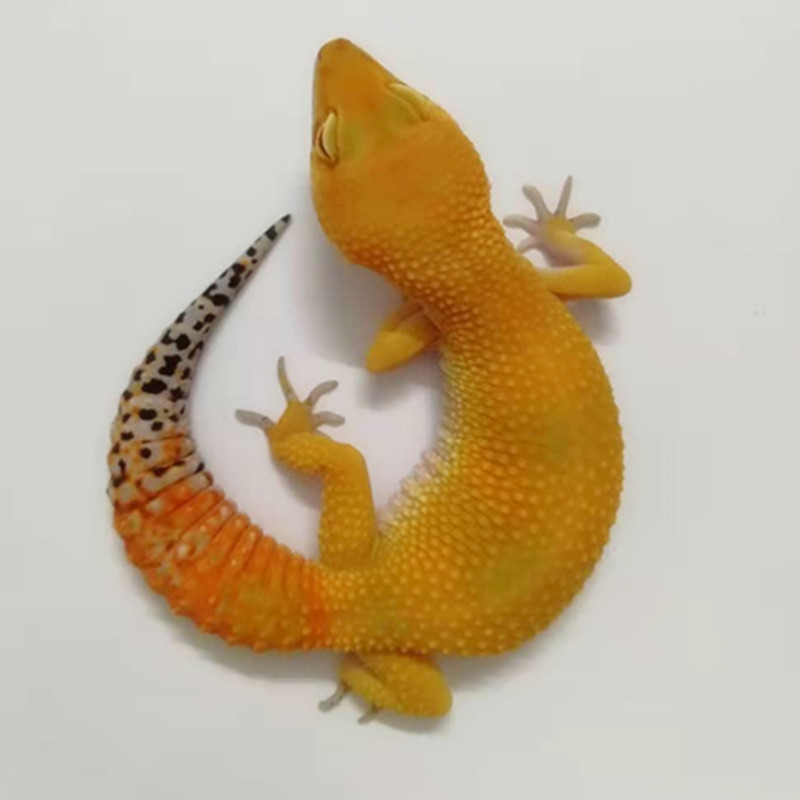 族萃活体豹纹守宫蜥蜴宠物入门级小型网红萌宠易养易上手温顺可爱暴龙