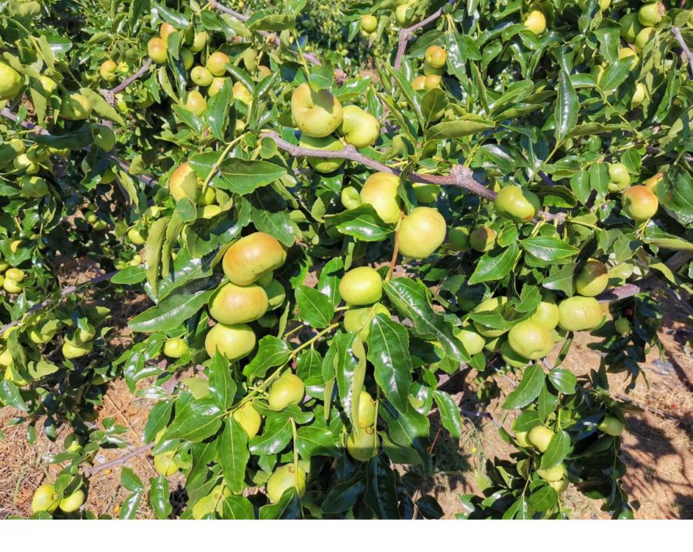 颜曼箐 云南扁枣蜜枣高原蟠枣冬枣青枣新鲜枣水果 酥脆甜 肉厚核小2斤