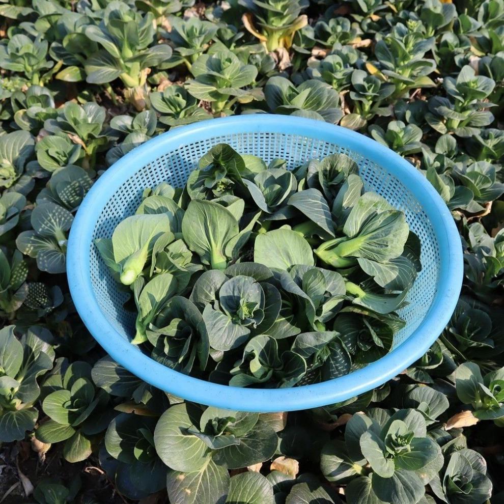 苏北青菜苔青菜头菜心菜芯菜花当天现摘速发霜冻苏州青新鲜露天 5斤菜